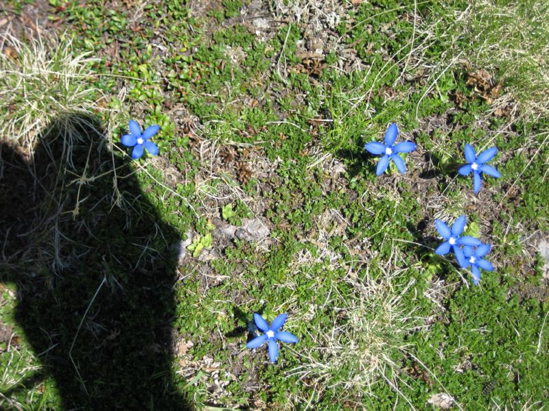 HR Day5 (34) more flowers